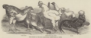 Prize Poultry at the Royal Agricultural Society
